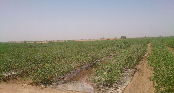عکس خاک گچی