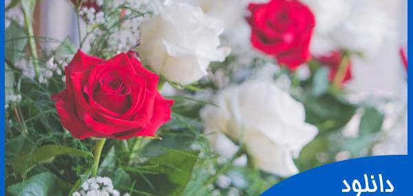 عکس تصویر گل رز