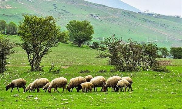 عکس گوسفندان درحال چرا