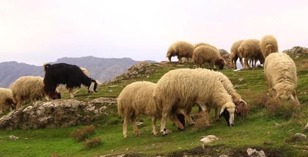 عکس گوسفندان درحال چرا