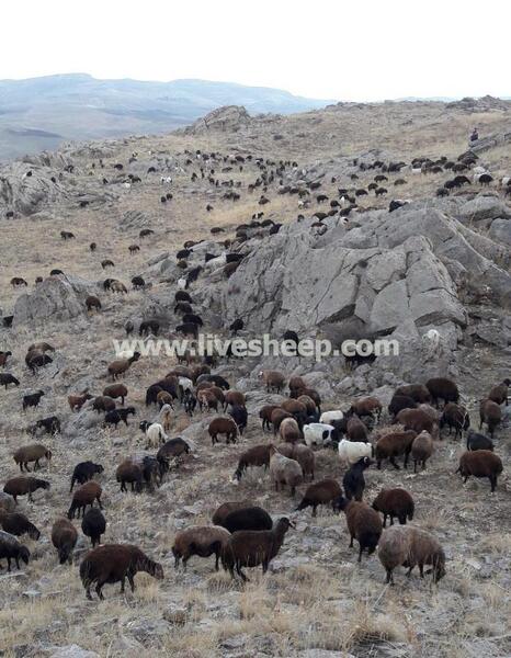 عکس گوسفندان درحال چرا