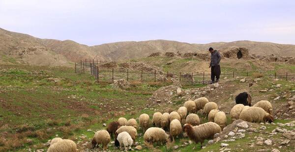 عکس گوسفندان درحال چرا