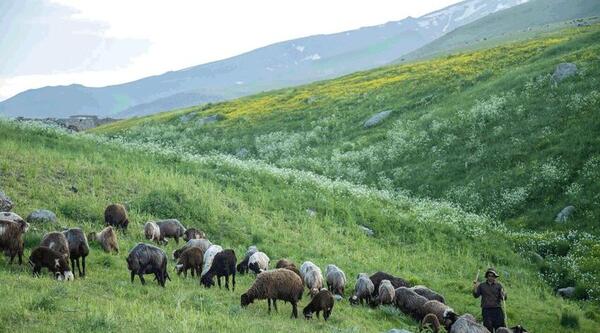 عکس گوسفندان درحال چرا