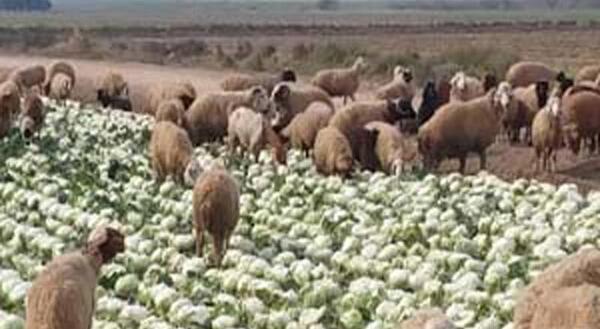 عکس گوسفندان درحال چرا