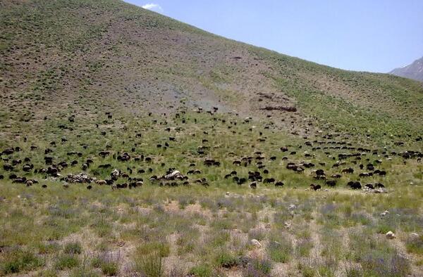 عکس گوسفندان درحال چرا