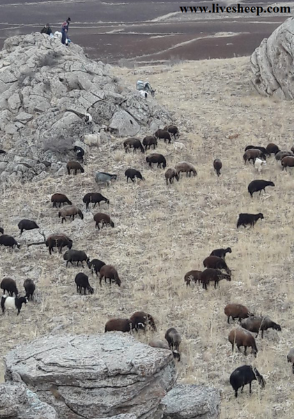 عکس گوسفندان درحال چرا