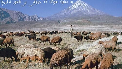 عکس گوسفندان درحال چرا