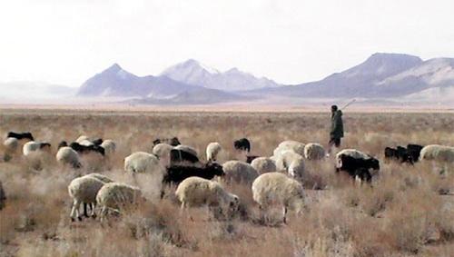 عکس گوسفندان درحال چرا