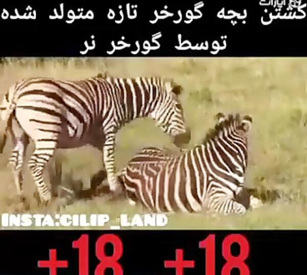 عکس خنده گورخر