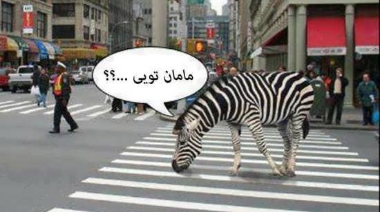 عکس خنده گورخر
