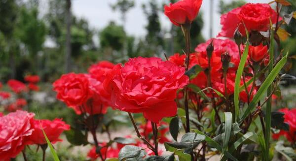 عکس های ساحل رز