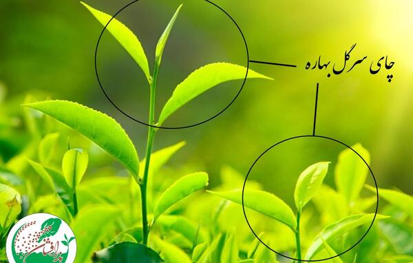 عکس چای بهاره