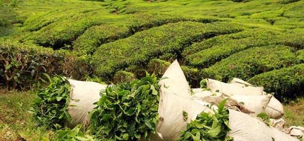 عکس چای بهاره