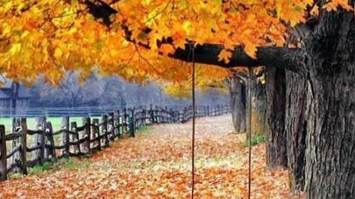عکس پروفایل پاییزی متحرک