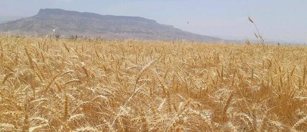 عکس گندم زار طبیعی