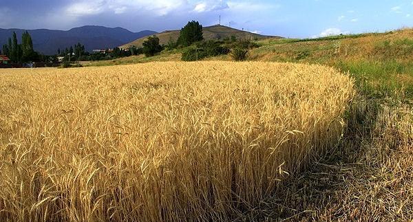 عکس گندم زار طبیعی