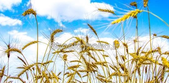 عکس گندم زار طبیعی