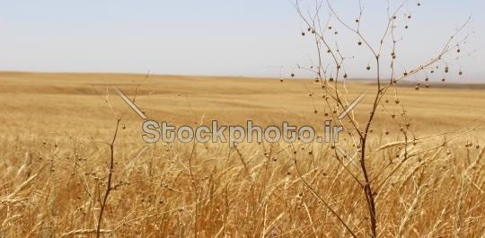 عکس گندم زار طبیعی