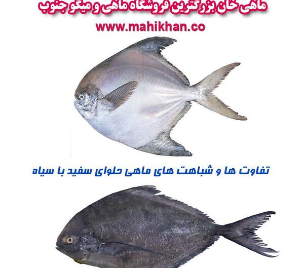 عکس حلوا ماهی