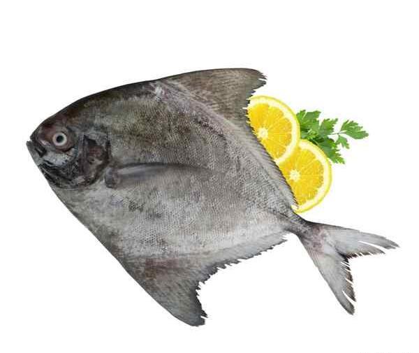 عکس حلوا ماهی