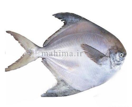 عکس حلوا ماهی