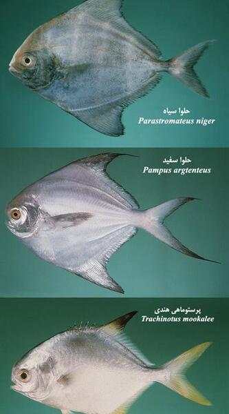 عکس حلوا ماهی