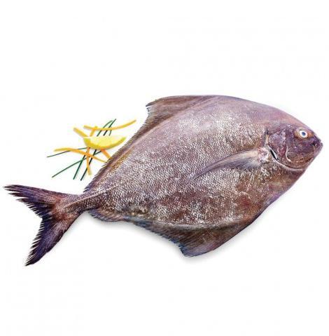 عکس حلوا ماهی