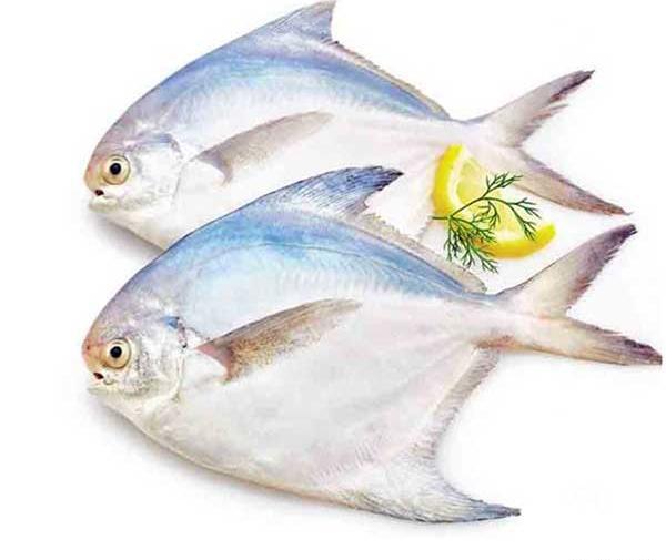 عکس حلوا ماهی