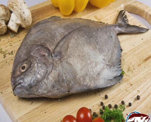 عکس حلوا ماهی