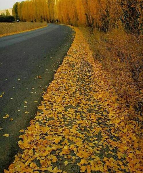 عکس پروفایل برگ ریزان پاییز
