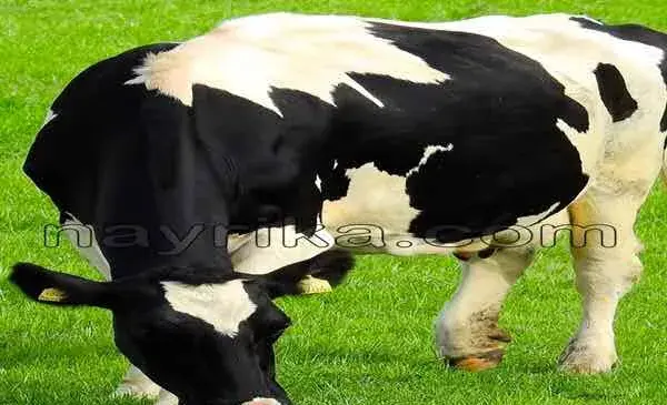 عکس گاو سر بریده
