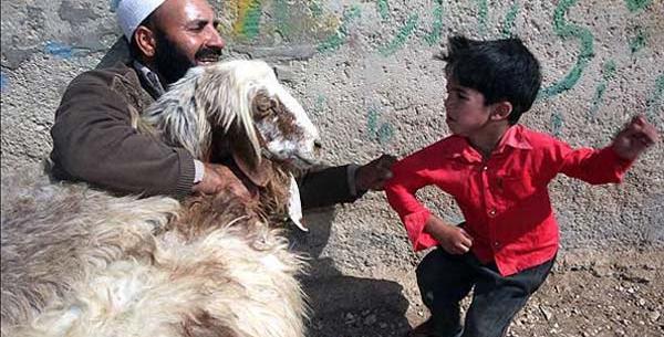 عکس گاو سر بریده