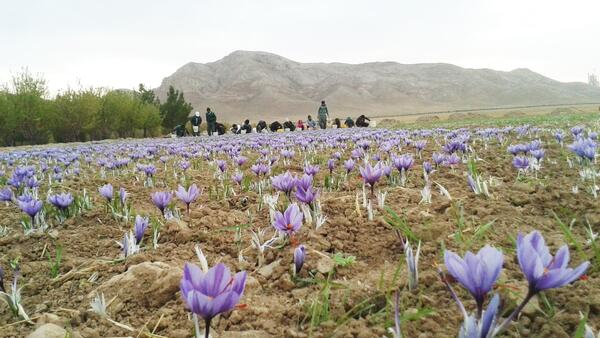 عکس مزرعه زعفران