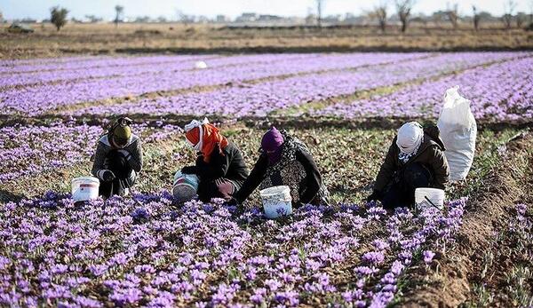 عکس مزرعه زعفران