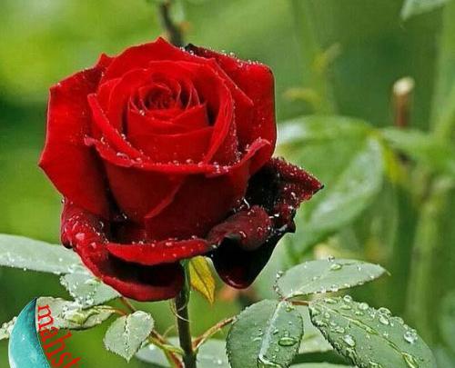 عکس تصاویر گلهای زیبا و قشنگ