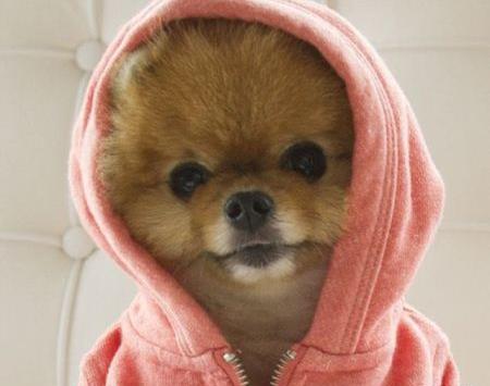 بهترین عکس سگ