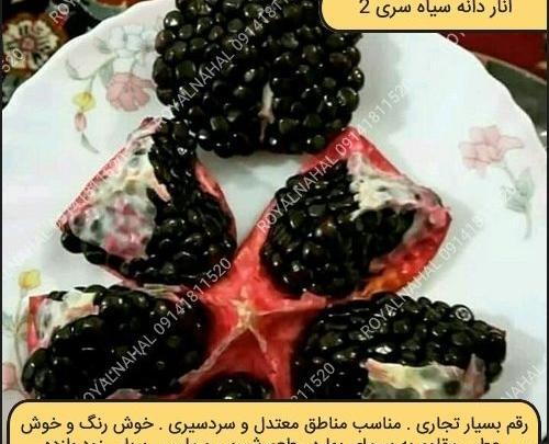 عکس انار دانه سیاه