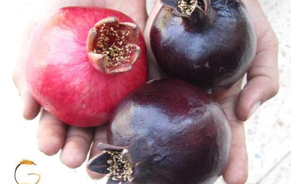 عکس انار دانه سیاه