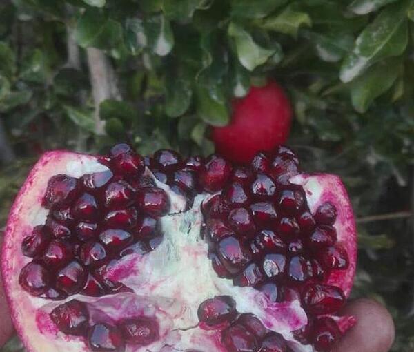 عکس انار دانه سیاه