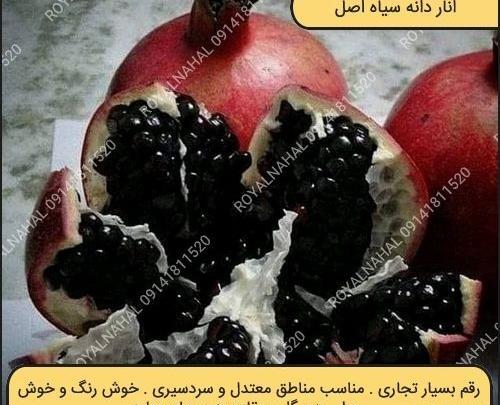عکس انار دانه سیاه