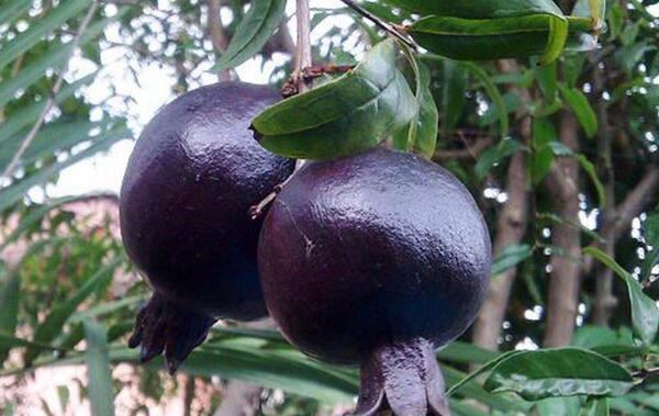 عکس انار دانه سیاه