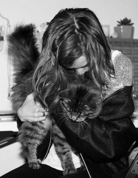 عکس گربه آمریکایی