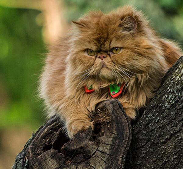 عکس گربه آمریکایی