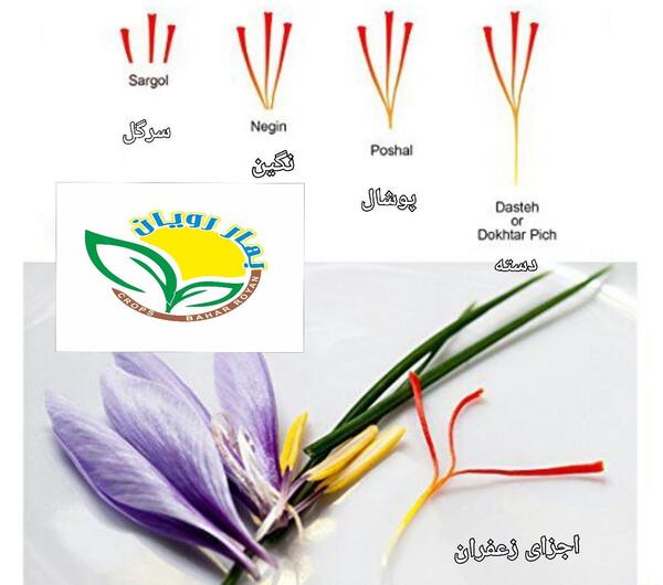 عکس کلاله زعفران