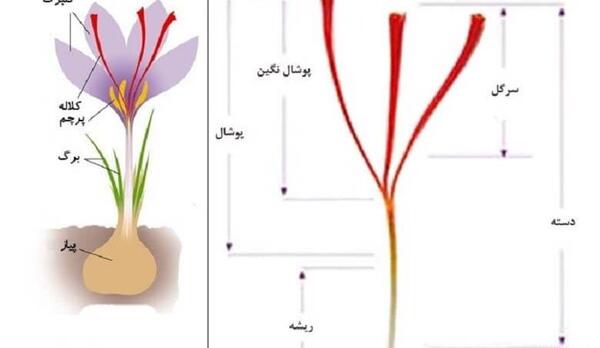 عکس کلاله زعفران