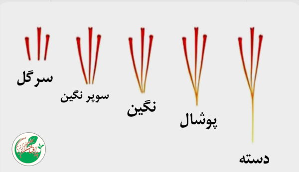 عکس کلاله زعفران