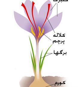 عکس کلاله زعفران