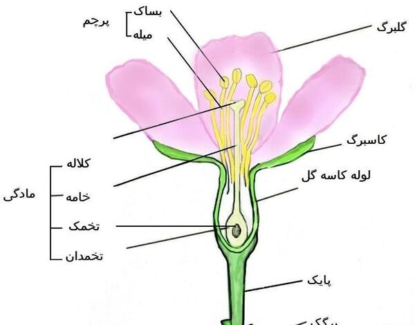 عکس کلاله زعفران
