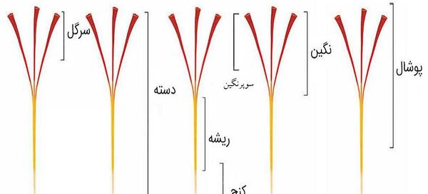 عکس کلاله زعفران