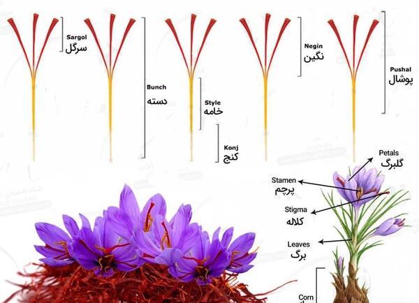 عکس کلاله زعفران